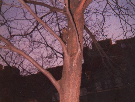 There was a family of 5 back of our apartment.